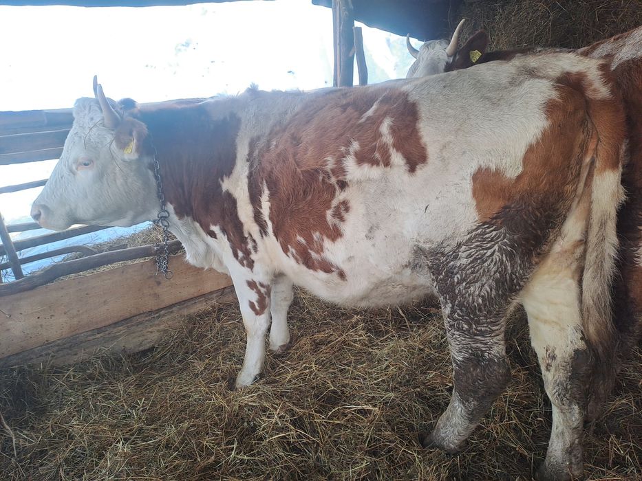 Juninci  la schimb cu angus sau de vânzare