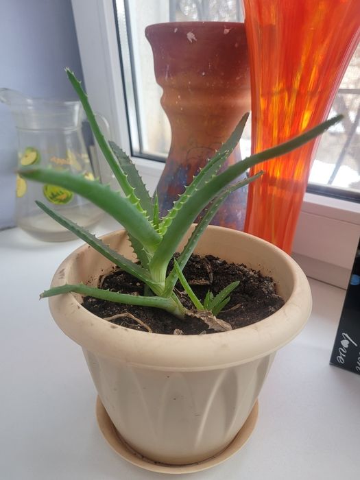 Алоэ цветок алоэ