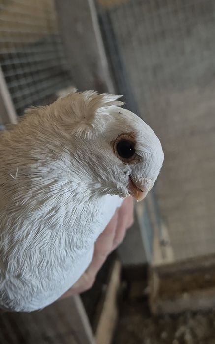 Голуби домашние .