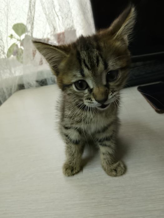 Продам  полу британских котят