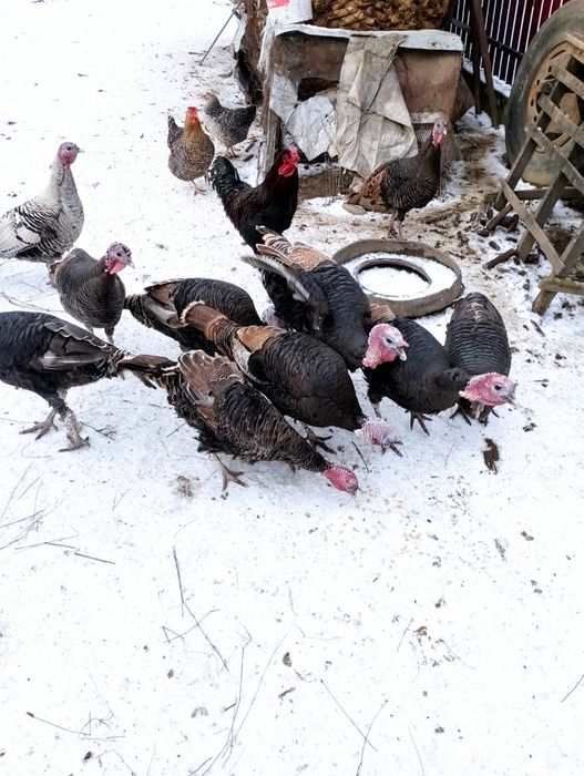 Vând curci și curcani  de anul acesta