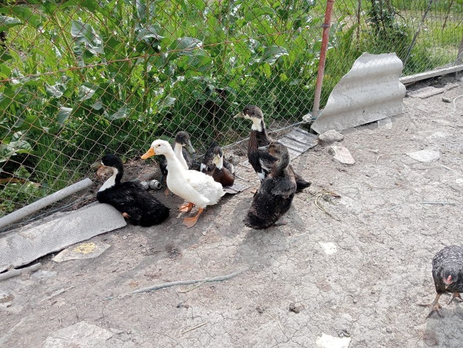 Rate de tara (romanesti)