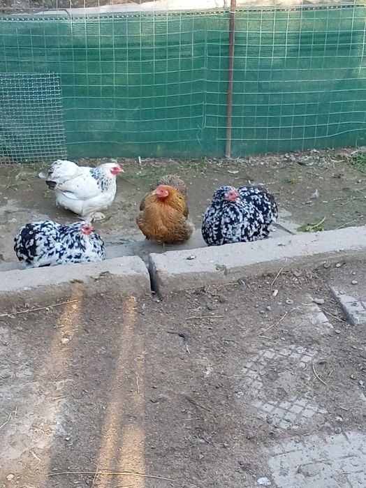 Продавам кокошки Мини Кохин