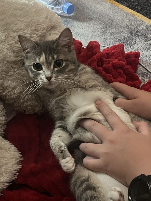 Отдам в хорошие руки