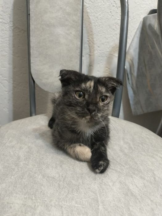 Котёнок девочка ищет дом