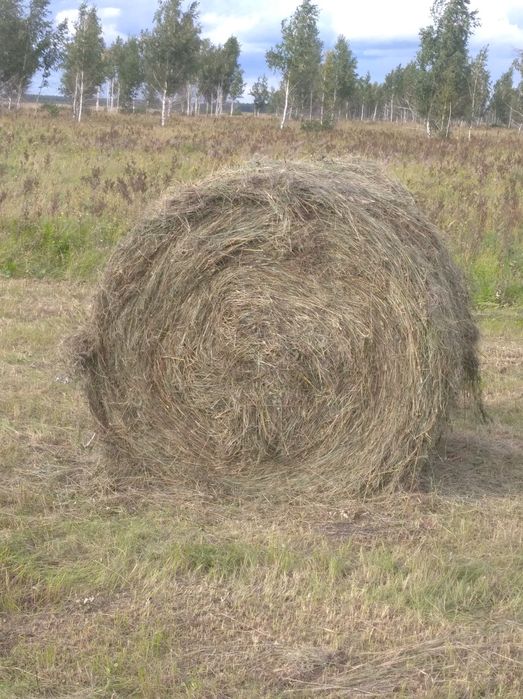 Сено в рулонах 350-400кг.