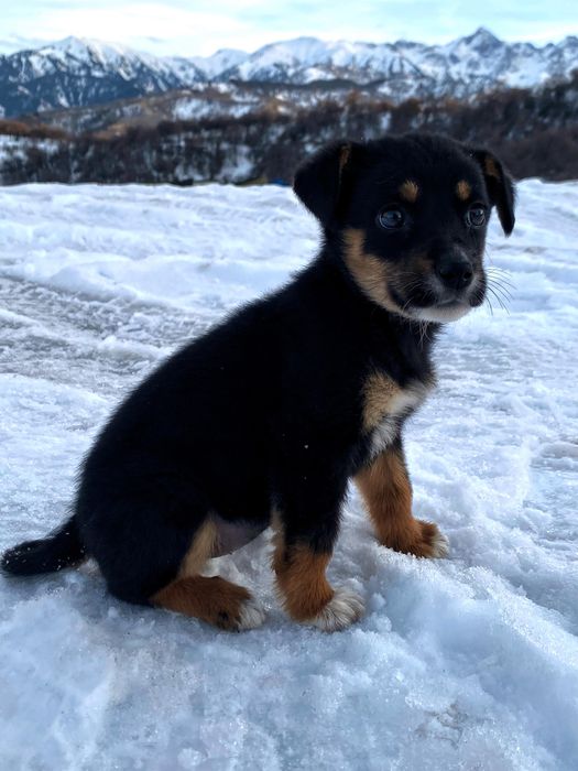 Щенок девочка ищет доброго хозяина