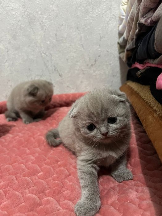 Котята Вислоухие