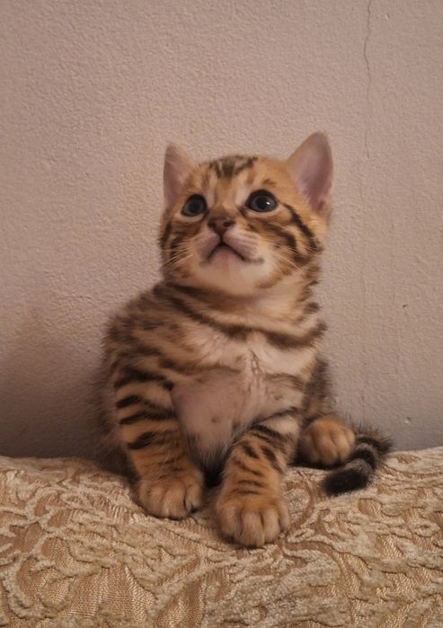 Бенгальские котята,  бенгал