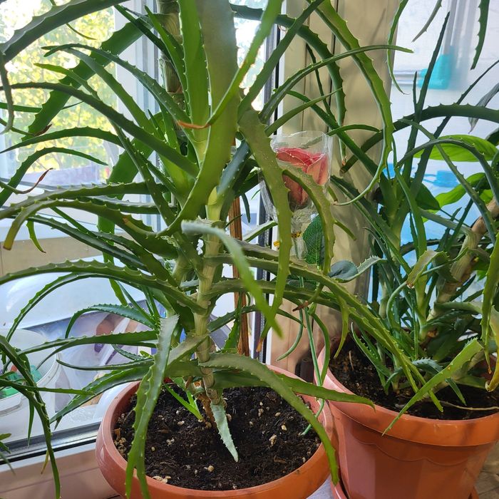 Продам многолетний АЛОЭ