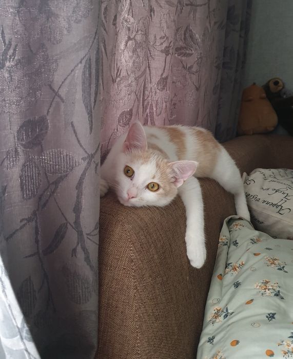 Кошечка в добрые руки