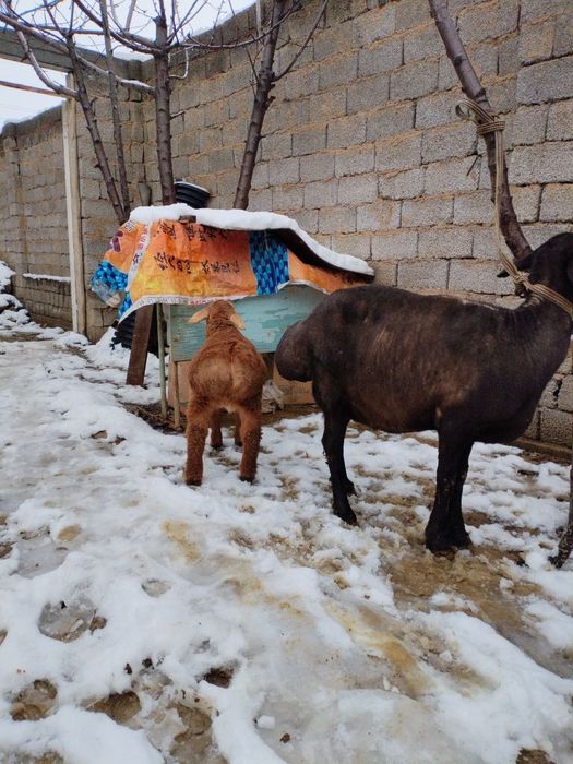 Ona bola qoy sotiladi bolasi arashan qochqor