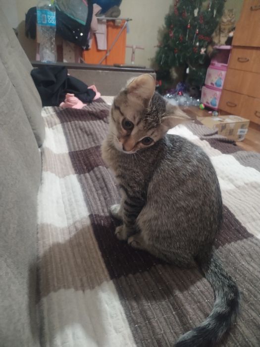 Котенок спасли от холода