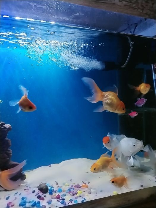 Baliqlar sotiladi akvarium vozdix suv isitgich tenti xammasiI 20 baliq