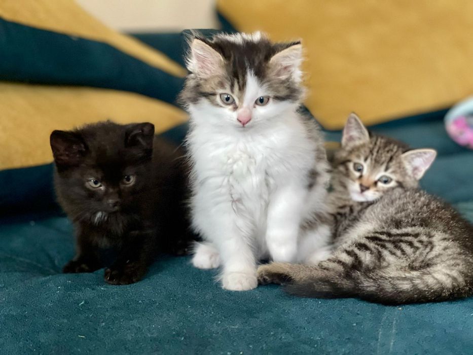Отдам котят в добрые руки