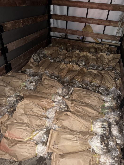 Свежие красивые Тюльпаны