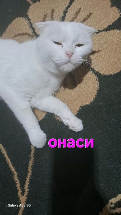 Скоттиш фолд шотландский ва Скоттиш хайланд фолдчала