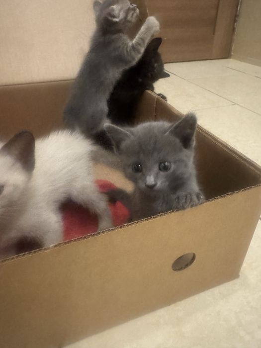 Котята срочно отдадим