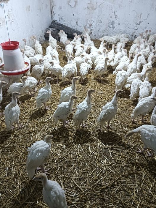 Pui de curca , rase de carne