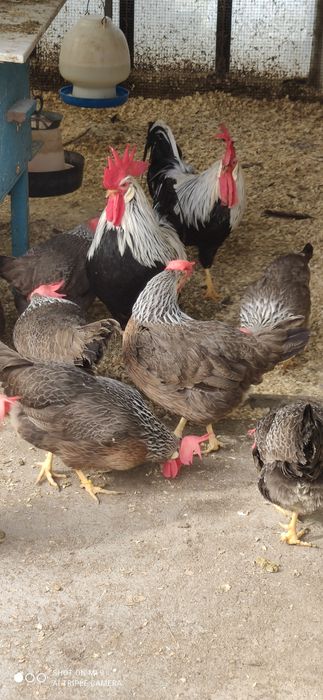 Cocos argintiu italian rasa ouătoare