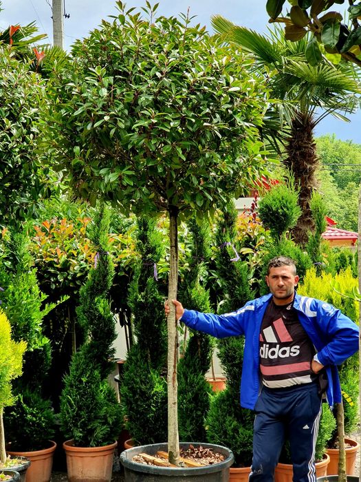 Bambus 2.5m , palmier, masilin, catalpa