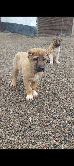 Продам щенков САО Алабая