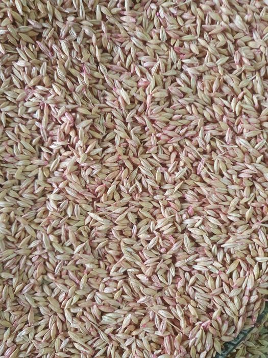 Арпа ячмен  на семена