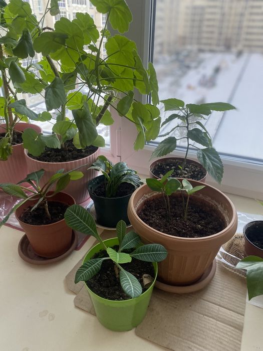 Продам цветы