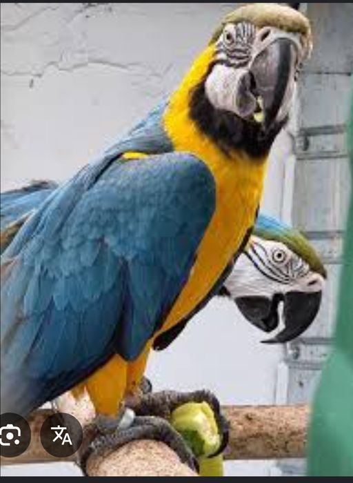 Vând sau schimb acvariu 400 litri  complet echipat