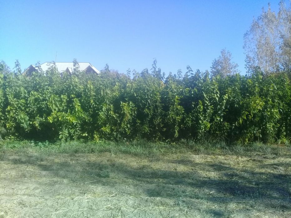 Tut, Tut, Тут Kuchatlari bor sotuvda