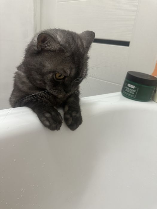 Продается кот британец