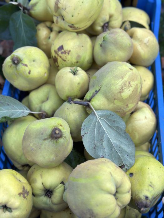 Gutui bio.
