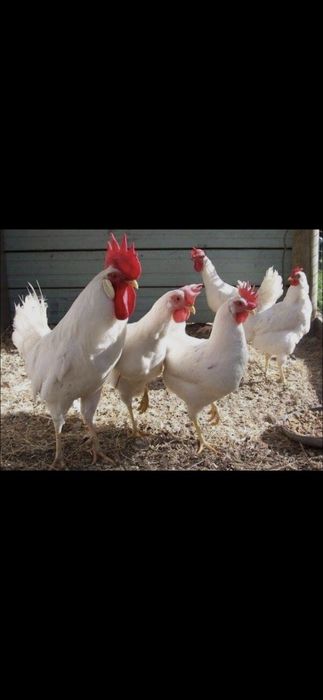 Тухимни  сифатлиги