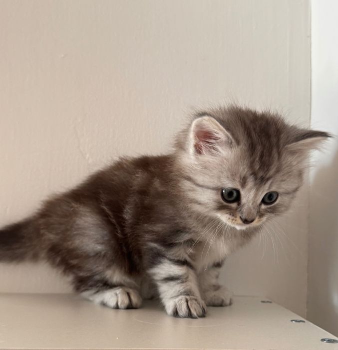 Отдам котенка девочку 1,5 мес