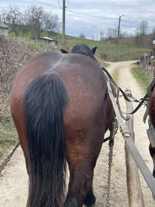 Vand un manz de doi ani