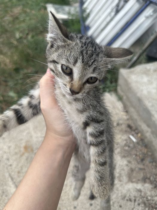 Котят на добрые руки