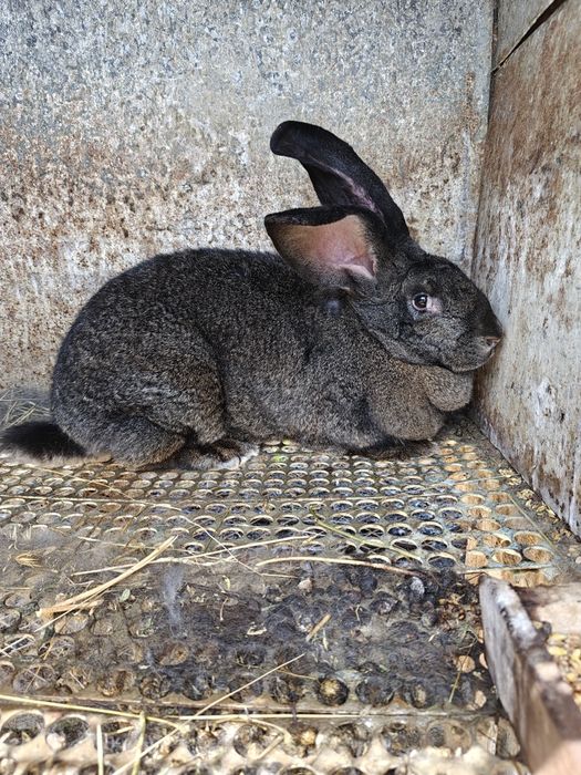 Зайка Великанка.