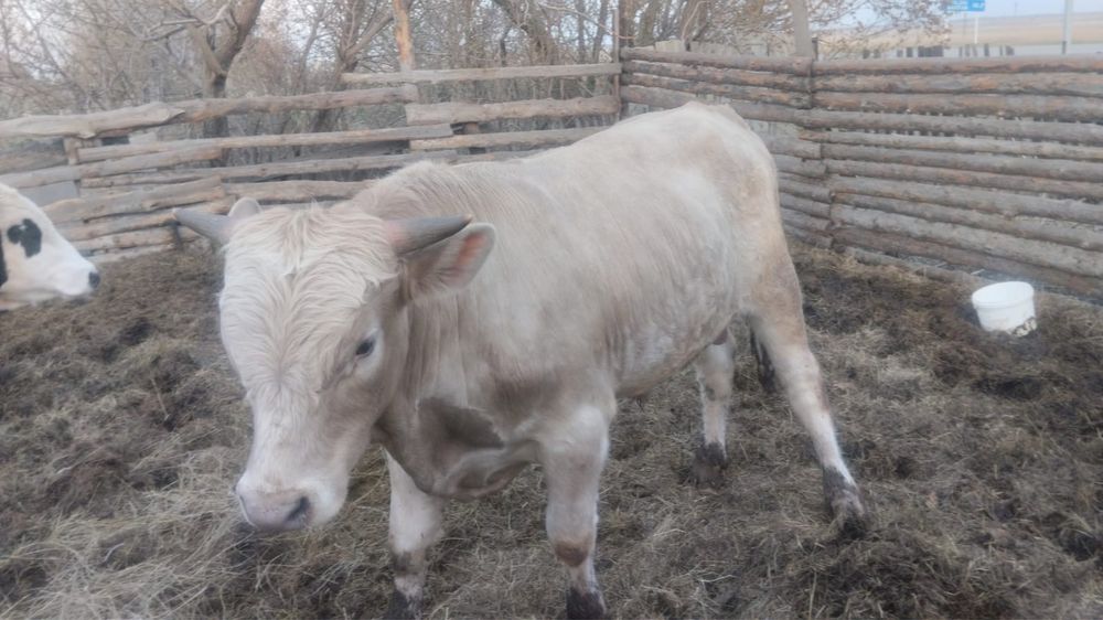 Продам быков производителей