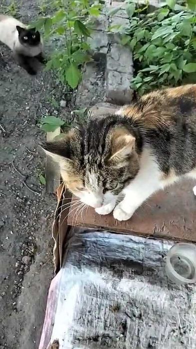 Кошке очень нужен дом!