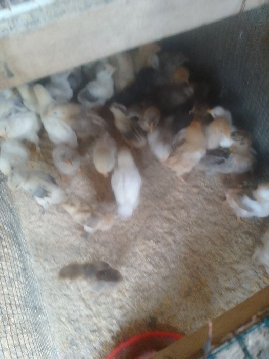 Pui de găină de țară