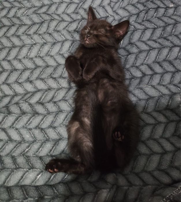 Отдам котят бесплатно