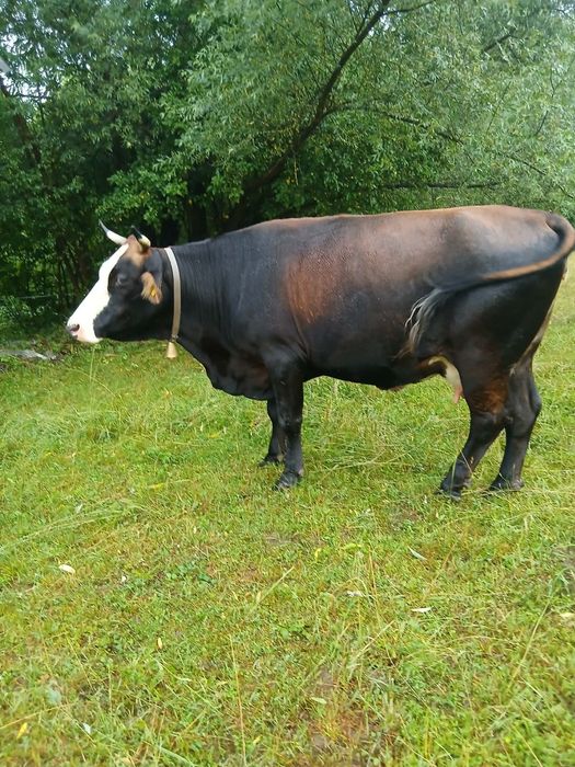 Vand vaca