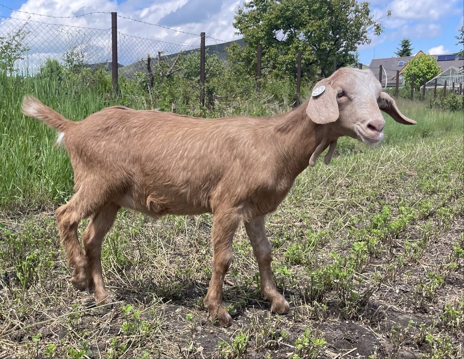 Capra metis Anglo Nubian/Saanen