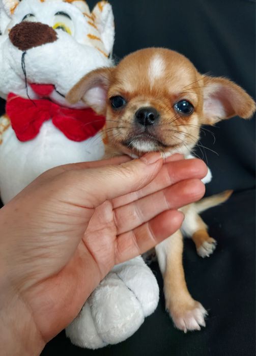 Продаю щенков чихуахуа