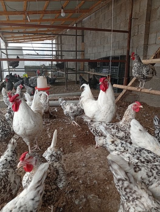 Инкубационный яйцо