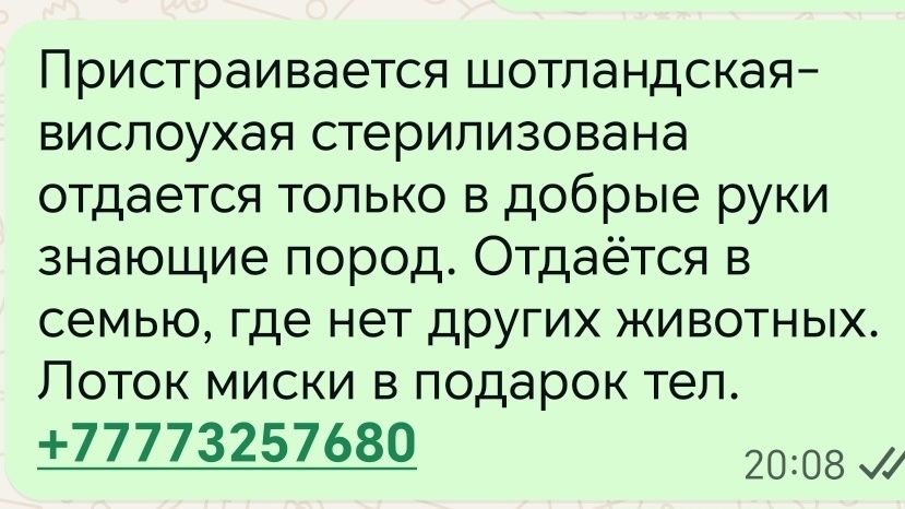 Шотландская кошечка в добрые руки