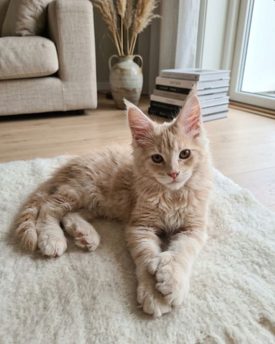 Бронь. Котят Мейн Кун классика
