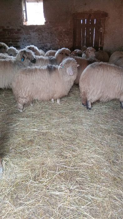 Vand oi mioare gestante