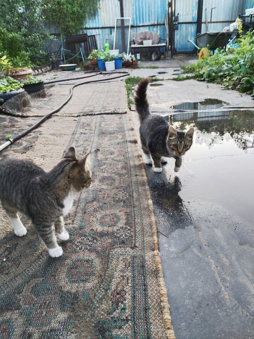 Отдам котят в хорошие руки.
