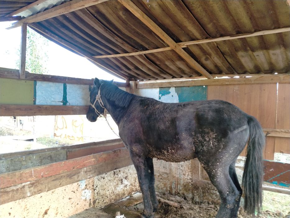 Семіз таай сатыладыыы